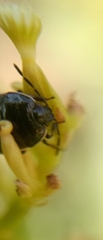 Adomerus maculipes