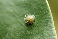 Dophla evelina