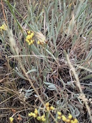 Eriogonum brevicaule brevicaule