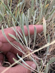 Eriogonum brevicaule brevicaule