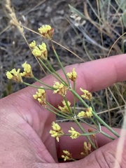 Eriogonum brevicaule brevicaule