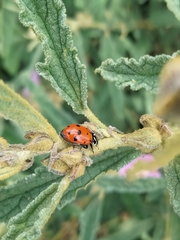 Hippodamia convergens