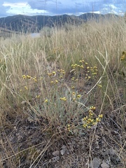 Eriogonum brevicaule brevicaule