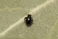 Euryopicoris nitidus