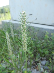 Plantago aristata