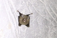 Rhinolophus affinis
