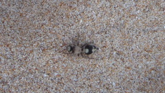 Dasylabris lugubris