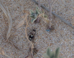 Dasylabris lugubris