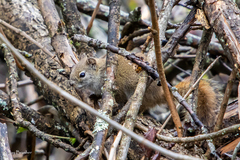 Tamiasciurus hudsonicus regalis