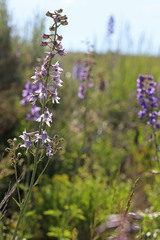 Delphinium × occidentale