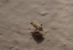 Nanopsallus carduellus