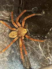 Olios
