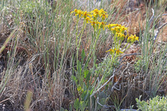 Packera paupercula paupercula