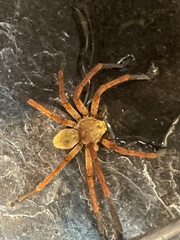 Olios