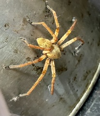 Olios