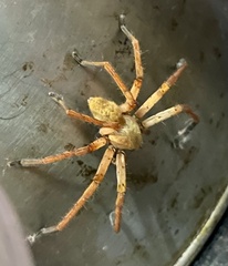 Olios