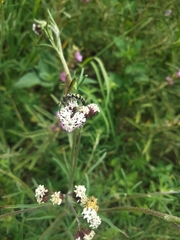 Xanthocampsomeris limosa