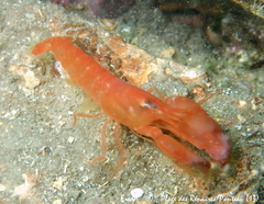 Alpheus macrocheles