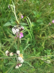 Xanthocampsomeris limosa