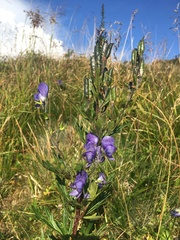 Aconitum plicatum