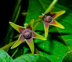 Gonolobus suberosus suberosus