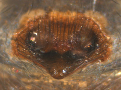 Heliophanus capensis