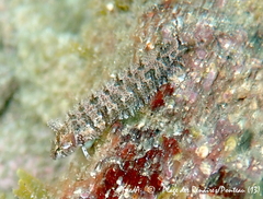 Clinitrachus argentatus