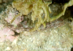 Clinitrachus argentatus