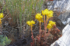 Sedum lanceolatum lanceolatum