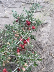 Castela erecta