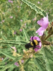 Bombus sonorus