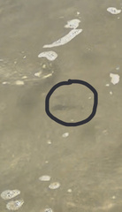 Chloroscombrus chrysurus