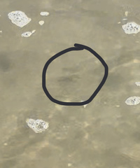 Chloroscombrus chrysurus