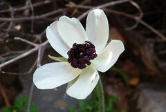 Ranunculus asiaticus
