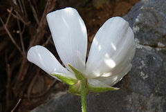 Ranunculus asiaticus