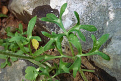 Ranunculus asiaticus