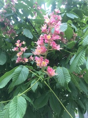 Aesculus × carnea