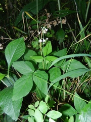 Hylodesmum