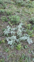 Artemisia messerschmidtiana