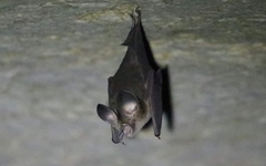 Hipposideros gentilis