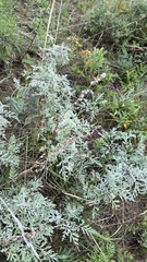 Artemisia messerschmidtiana