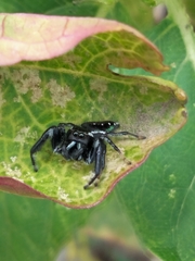 Paraphidippus aurantius