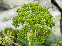 Molopospermum peloponnesiacum