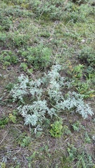 Artemisia messerschmidtiana