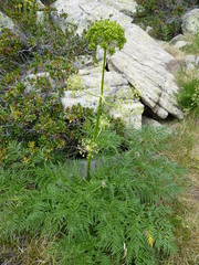 Molopospermum peloponnesiacum