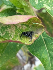 Paraphidippus aurantius