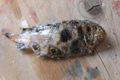 Microchirus ocellatus