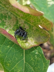 Paraphidippus aurantius