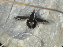 Triplasius bivittatus