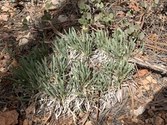 Stenotus armerioides